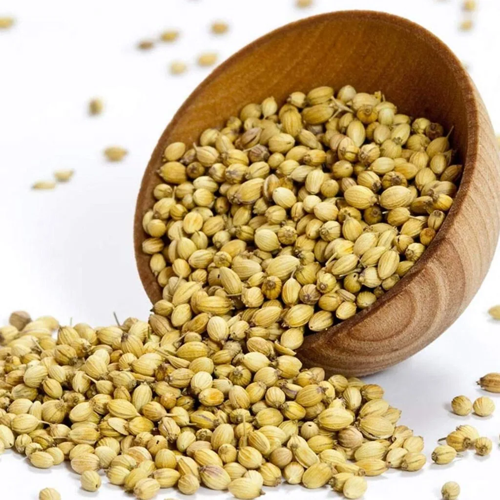 Coriander (Dhaniya)